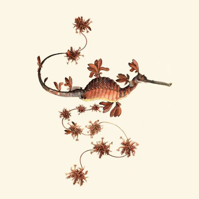 Blooming Seadragon Behang Copper Behang