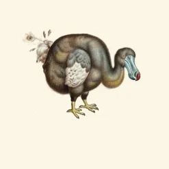 Best Dodo Pavone Behang Celadon Behang