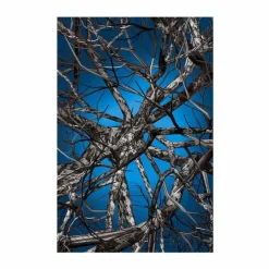 Liquid Birch Vloerkleed Vloerkleden