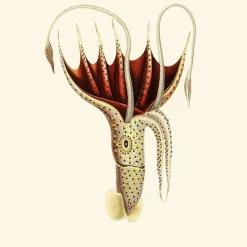 New Umbrella Squid Behang Gold Behang