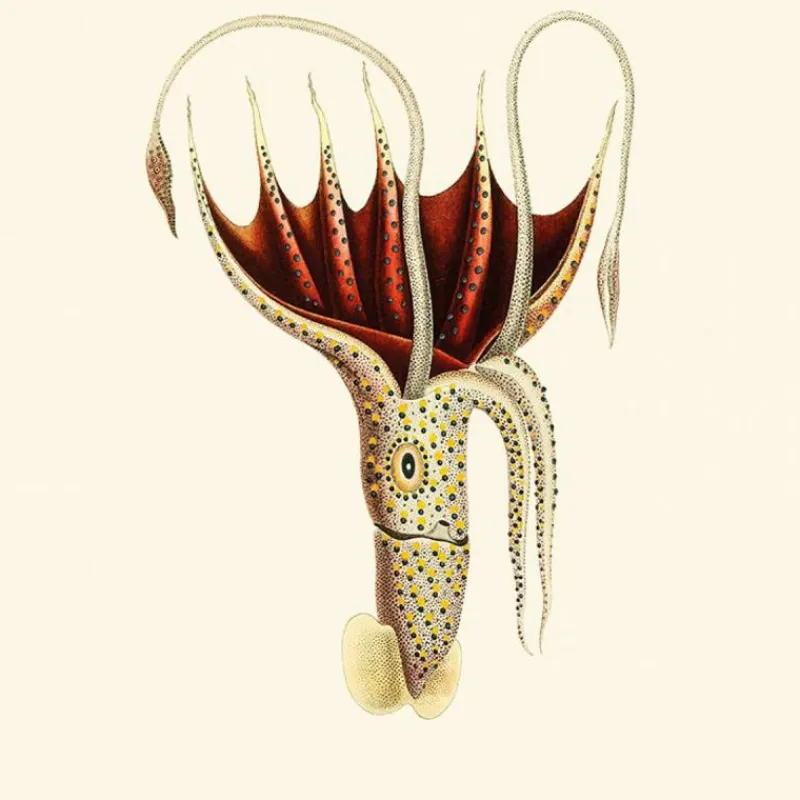Outlet Umbrella Squid Behang Rose Behang